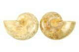 Jurassic Cut & Polished Ammonite Fossil - Madagascar #288393-1